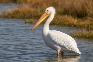 Image of an American white pelican