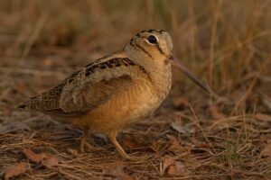 Image of an American woodcock