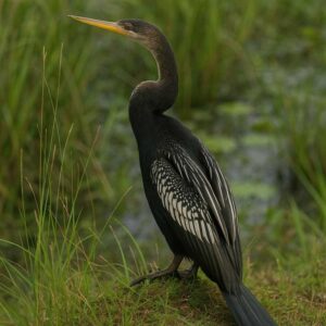 Image of an Anhinga