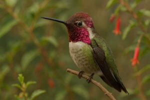 Image of a Anna's Hummingbird in its natural habitat