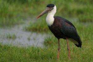 Image of a Asian Woolly-necked Stork in its natural habitat