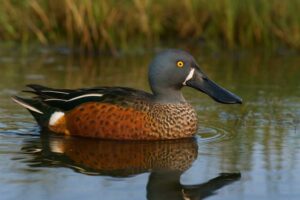 Image of a male Australasian shoveler
