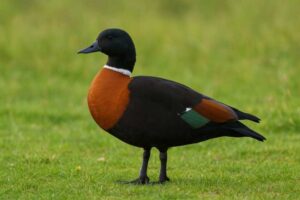 Image of an Australian shelduck