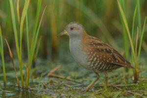 Image of a Baillon's Crake in its natural habitat