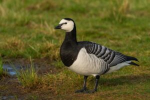 Image of a Barnacle Goose in its natural habitat
