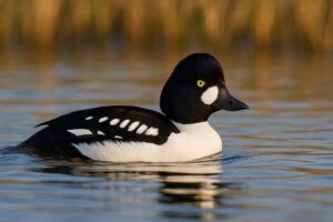 Image of a Barrow's Goldeneye in its natural habitat