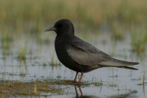 Image of a Black Tern in its natural habitat