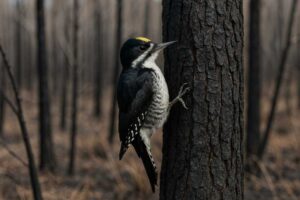Image of a Black backed woodpecker