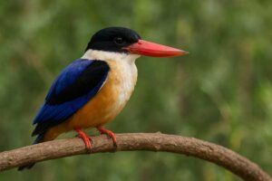Image of a Black-capped Kingfisher in its natural habitat
