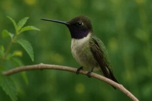 Image of a Black chinned hummingbird
