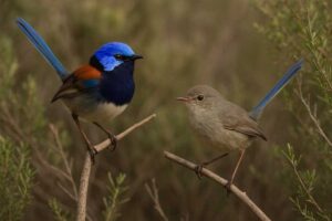 Image of a male and female Blue breasted fairywren perched near each other in grassland