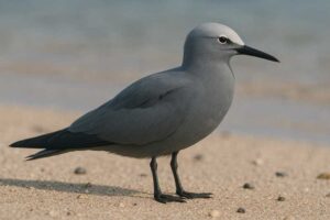 Image of a Blue gray noddy