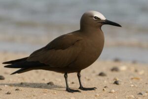 Image of a Brown noddy