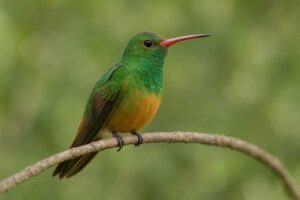 Image of a Buff bellied hummingbird