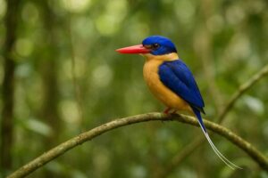 Image of a Buff breasted paradise kingfisher