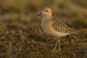 Image of a Buff-breasted Sandpiper in its natural habitat