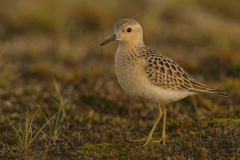 Image of a Buff-breasted Sandpiper in its natural habitat