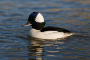 Image of a Bufflehead in its natural habitat