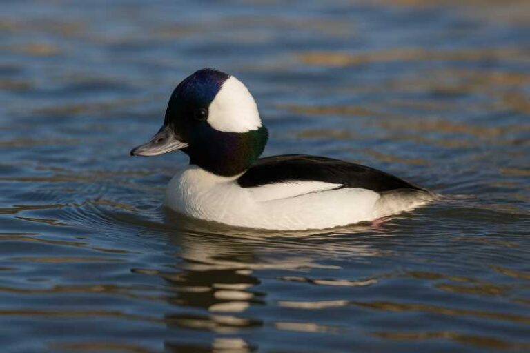 Image of a Bufflehead in its natural habitat