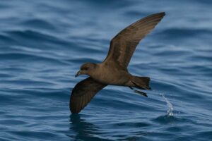 Image of a Bulwer's Petrel in its natural habitat