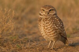 Image of a Burrowing owl
