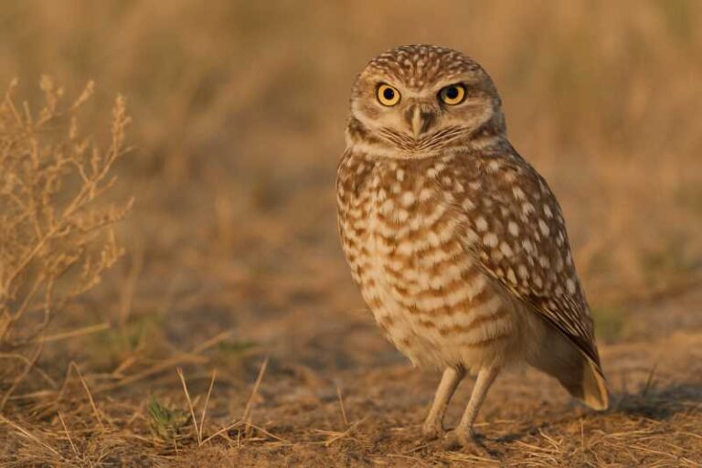 Image of a Burrowing owl