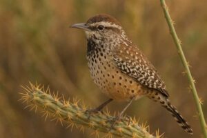Image of a Cactus Wren in its natural habitat