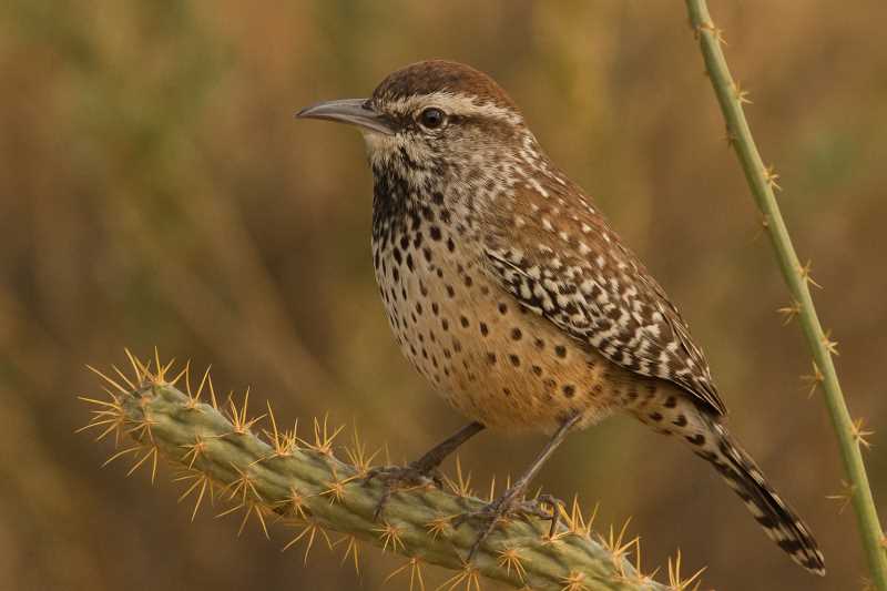 Image of a Cactus Wren in its natural habitat