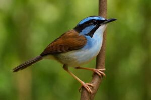 Image of a Campbell’s fairywren