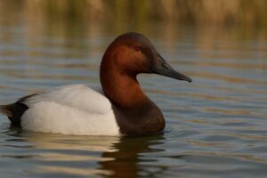 Image of a Canvasback
