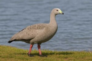 Image of a Cape barron goose near the water