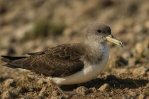Image of a Cape Verde Shearwater in its natural habitat