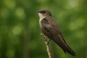 Image of a Chimney Swift in its natural habitat