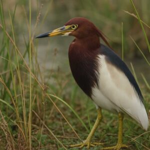 Image of a Chinese pond heron
