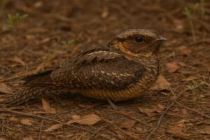Image of a Chuck will's widow