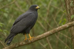 Image of a Common Black Hawk in its natural habitat