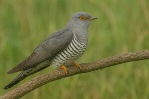 Image of a Common Cuckoo in its natural habitat
