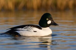 Image of a Common Goldeneye in its natural habitat