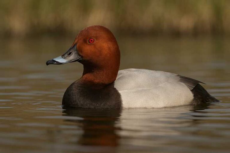 Image of a Common pochard