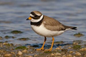 Image of a Common Ringed Plover in its natural habitat