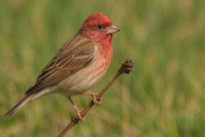 Image of a Common Rosefinch in its natural habitat