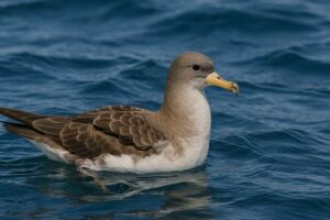 Image of a Cory's Shearwater in its natural habitat