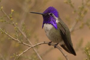 Image of a Costa's Hummingbird in its natural habitat