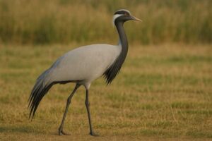 Image of a Demoiselle crane