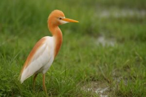 Image of a Eastern cattle egret
