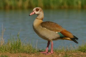 Image of a Egyptian goose