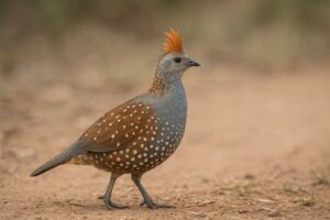 Image of a Elegant Quail in its natural habitat