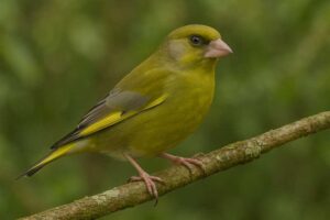 Image of a European Greenfinch in its natural habitat