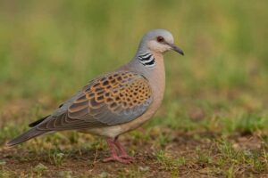 Image of a European Turtle Dove in its natural habitat