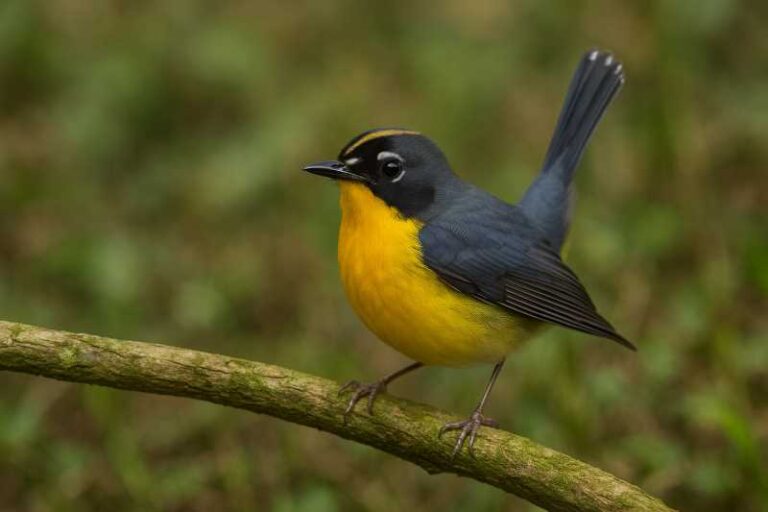 Image of a Fan-tailed Warbler in its natural habitat